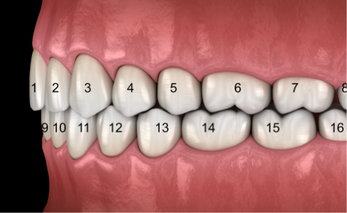 how-many-teeth-in-the-mouth